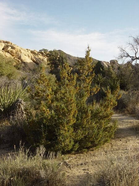 Файл:California juniper.jpg