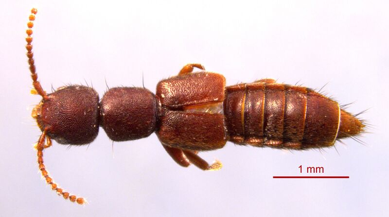Файл:Deroderus sp 0152838 dorsal.jpg