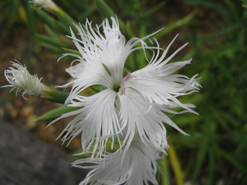 Файл:Dianthus superbus subsp longicalycinus3.jpg