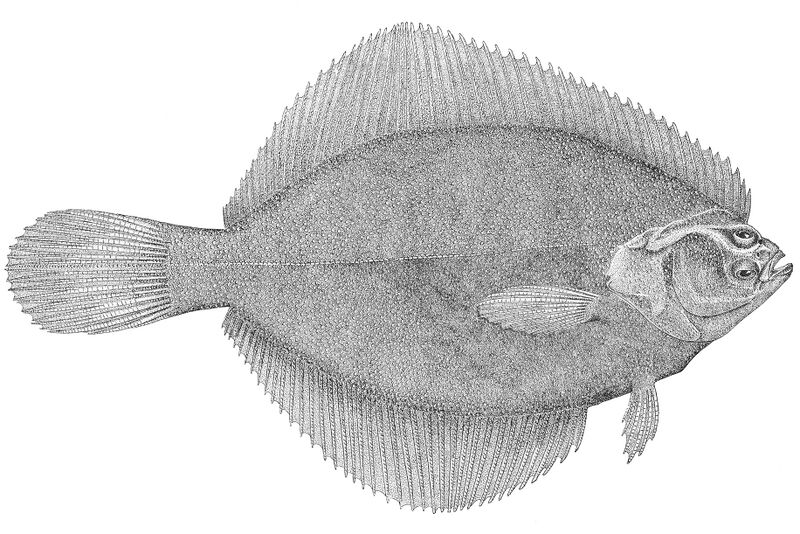 Файл:Pleuronectes putnami.jpeg