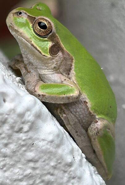 Файл:Tree frog2.jpg