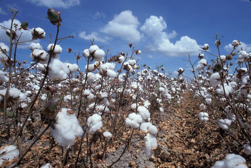 Файл:Feld mit reifer Baumwolle.jpeg