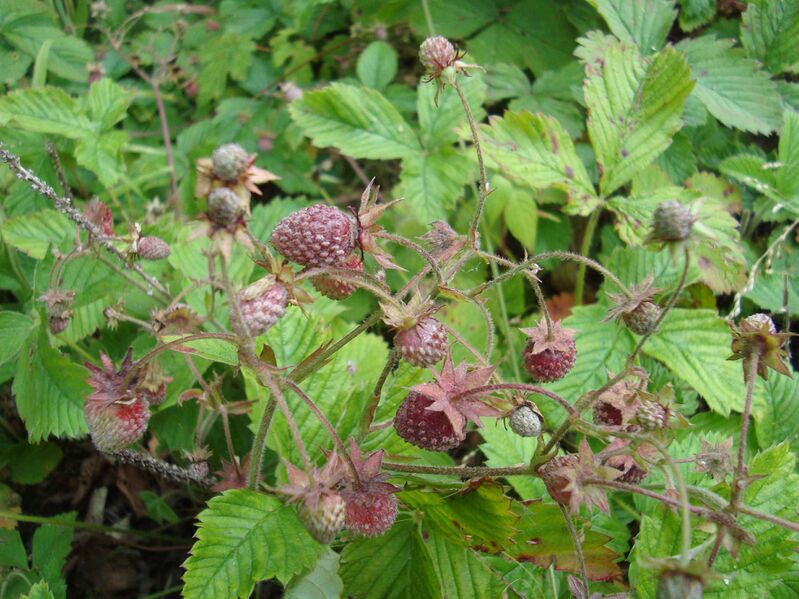 Файл:Fragaria moschata fructus1.JPG