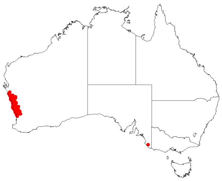 Файл:Hakea costataDistMap29.png