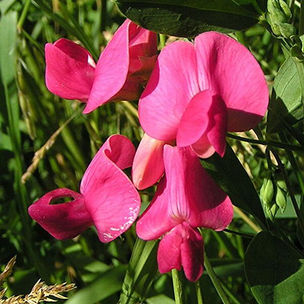 Файл:Lathyrus Tuberosus closeup.JPG