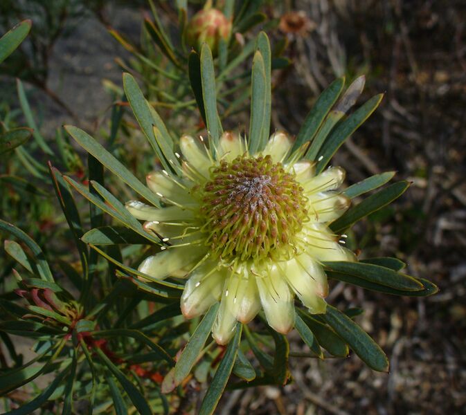 Файл:Protea scolymocephala flower1.JPG