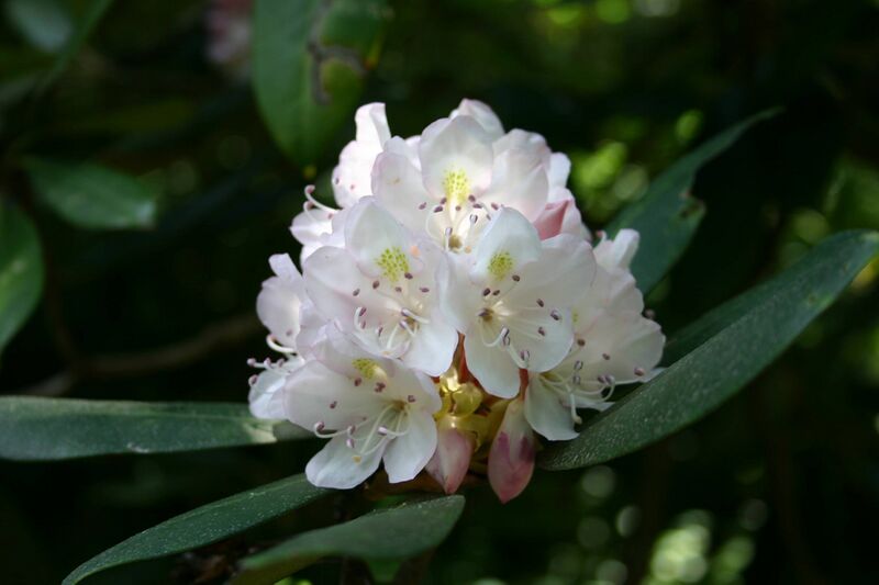 Файл:Rhododendron maximum flowers 8601.JPG