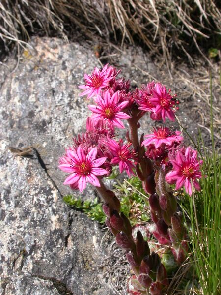 Файл:Sempervivum arachnoideum2.JPG