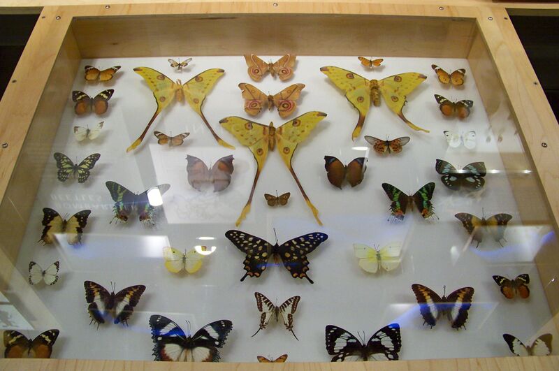 Файл:CAS-Butterfly Collection.JPG