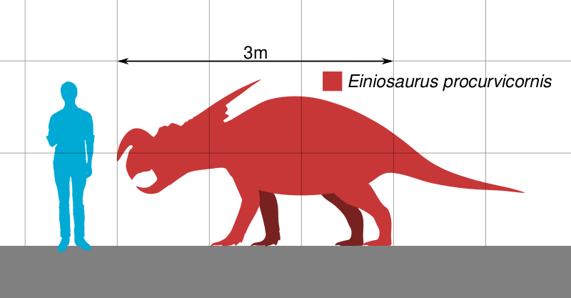 Файл:Einiosaurus Scale.svg