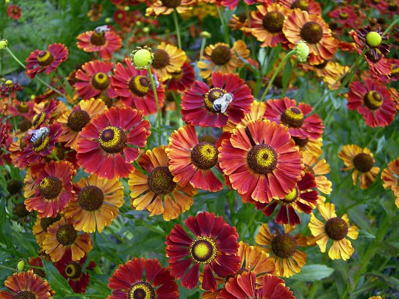 Файл:Helenium Dunkle Pracht.jpg