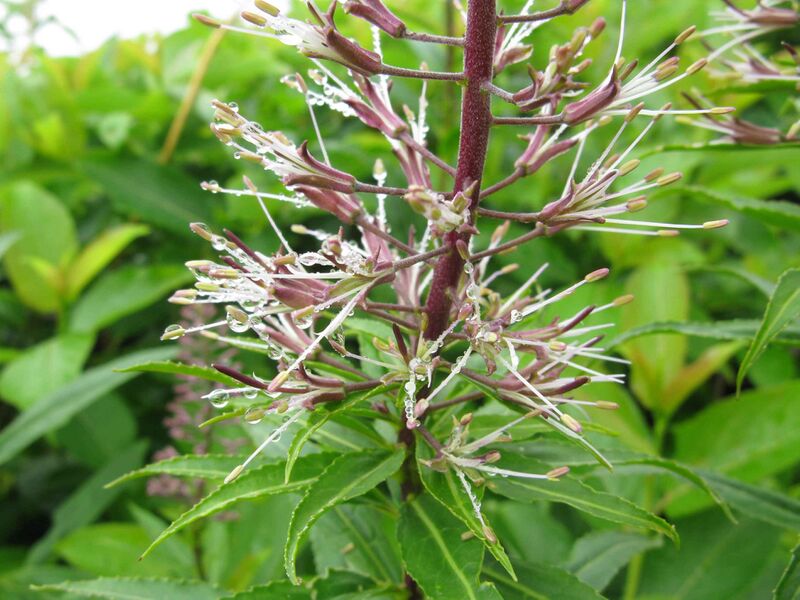 Файл:Macropodium pterospermum 2.JPG