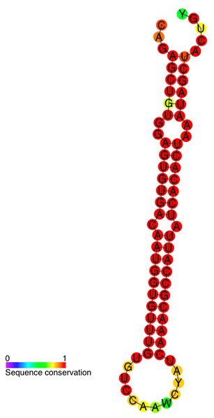 Файл:MiR-122 structure and sequence conservation.jpg