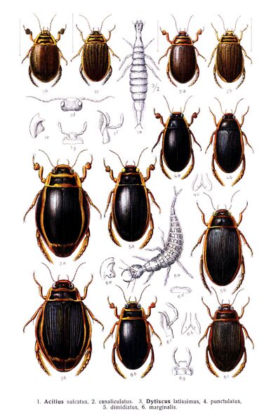 Файл:Reitter Dytiscus u.a..jpg