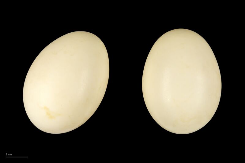 Файл:Spatula querquedula MHNT.ZOO.2010.11.18.1.jpg