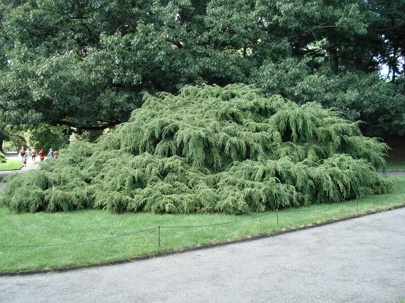 Файл:Tsuga canadensis Pendula.JPG