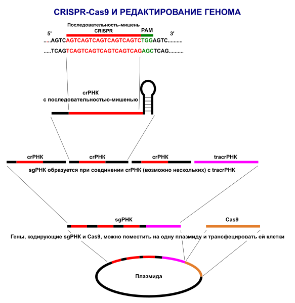 Файл:CRISPR overview - ru.svg