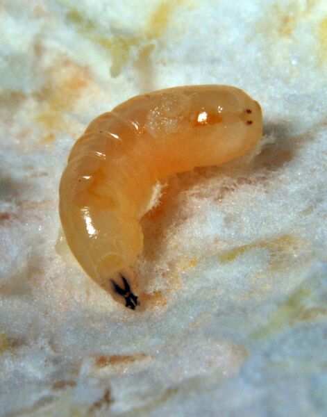 Файл:Ceratitis capitata larva.jpeg