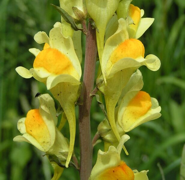 Файл:Common toadflax close 800.jpg