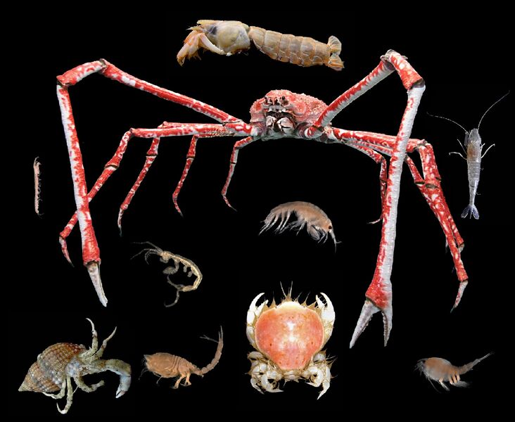 Файл:Crustacea.jpg