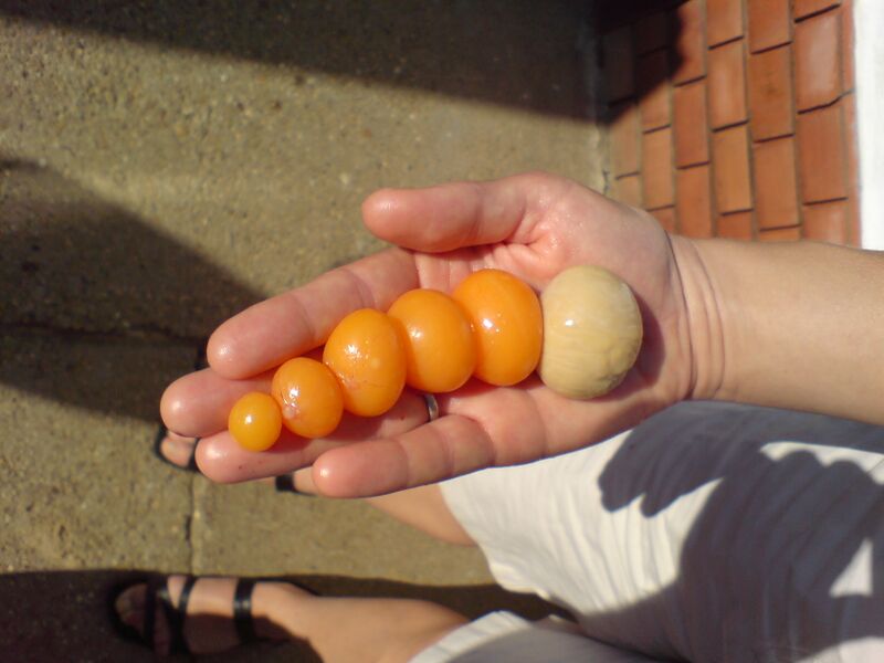 Файл:Development-of-chicken-egg.JPG