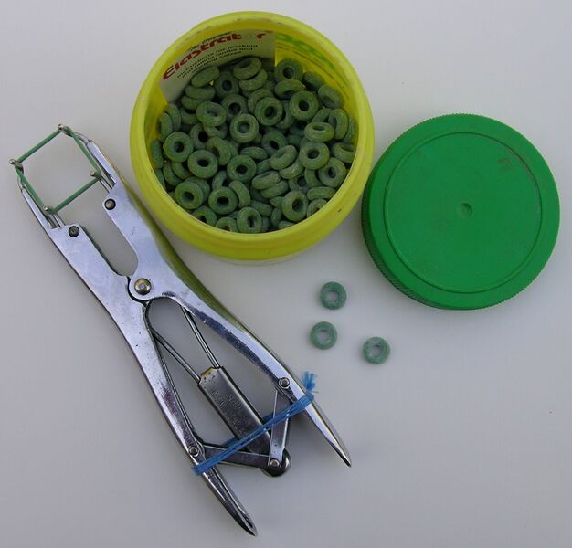 Файл:Elastrator rings.JPG