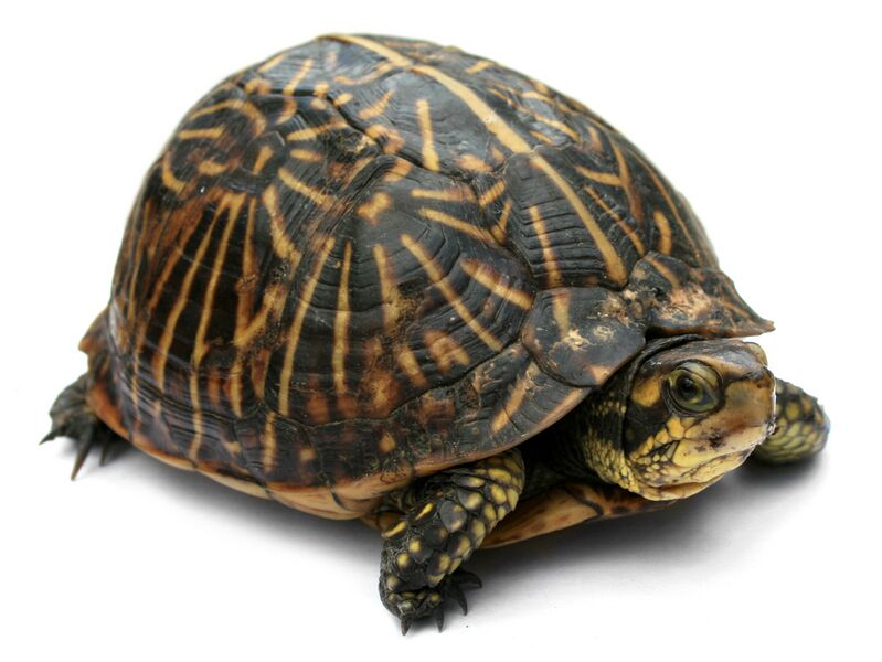 Файл:Florida Box Turtle Digon3a.jpg