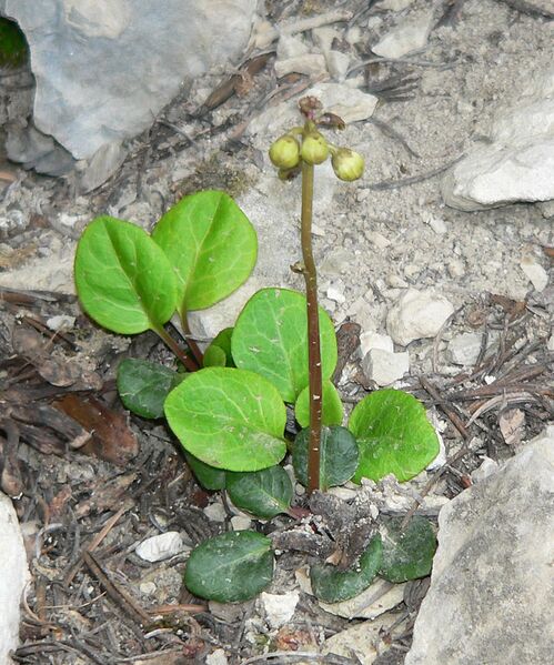 Файл:Pyrola chlorantha 4.jpg