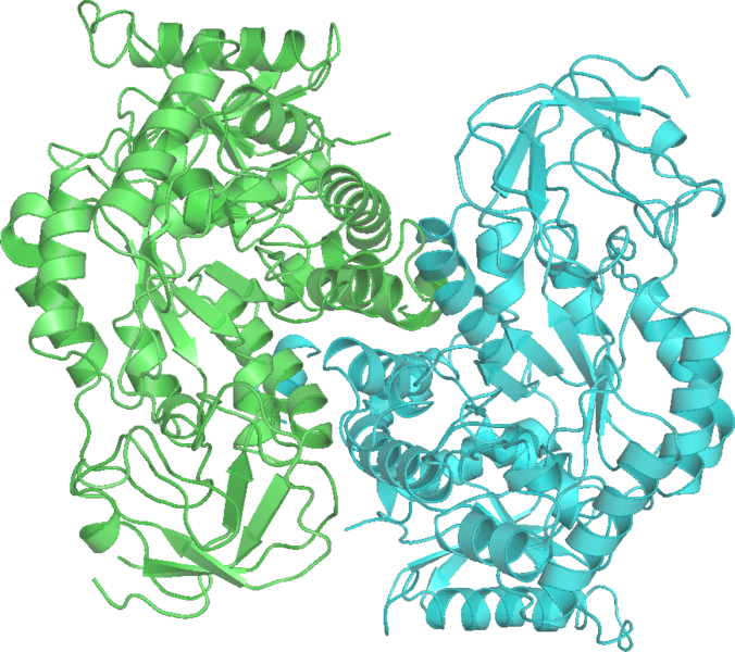 Файл:Pyruvate Kinase 1A3W wpmp.png