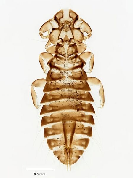 Файл:Rallicola extinctus.jpg