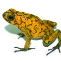 Лягушка Oophaga sylvatica, в желудке которой нашли муравьёв