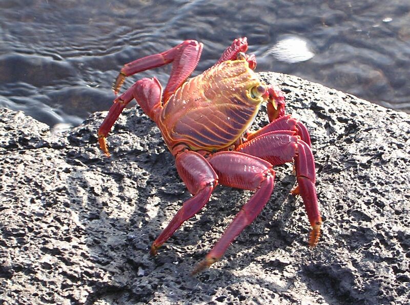 Файл:Grapsus grapsus.JPG