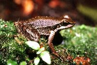 Hylodes phyllodes