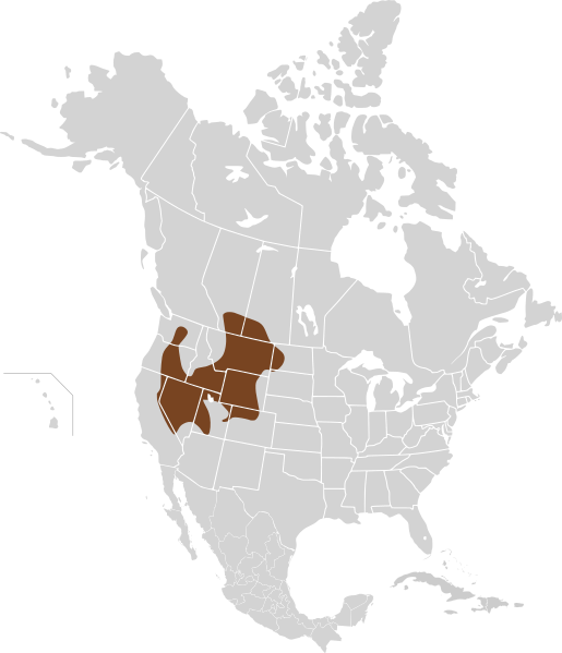Файл:Lemmiscus curtatus map.svg