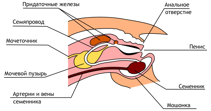Файл:Male Genetal System Rabbit-ru.svg