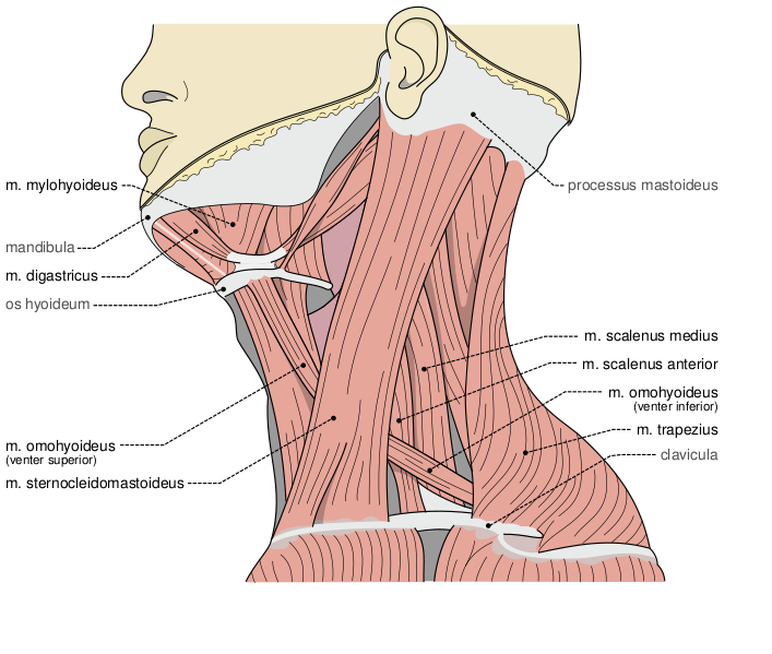 Файл:Musculi coli base.svg