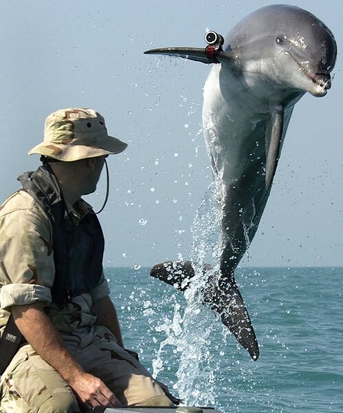 Файл:NMMP dolphin with locator.jpeg