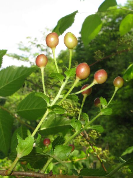 Файл:Prunus maximowiczii 4.JPG
