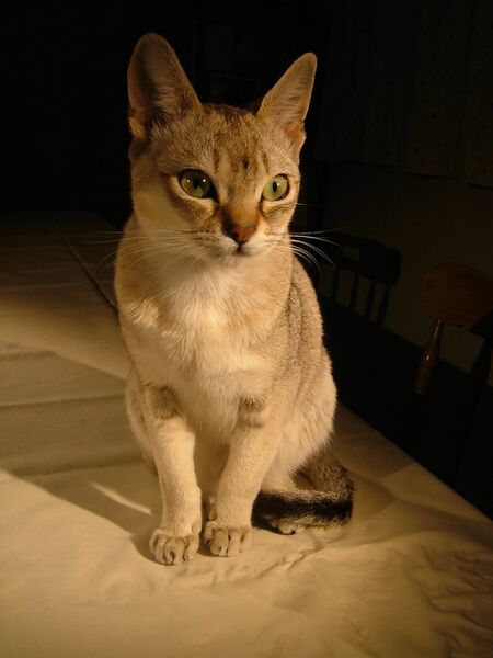 Файл:Raffles singapura cat.jpg