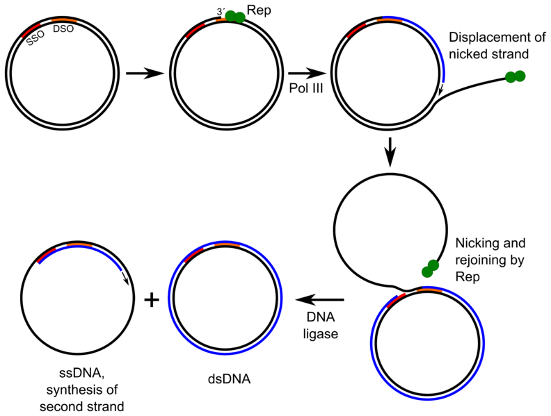 Файл:Rolling-circle replication.png
