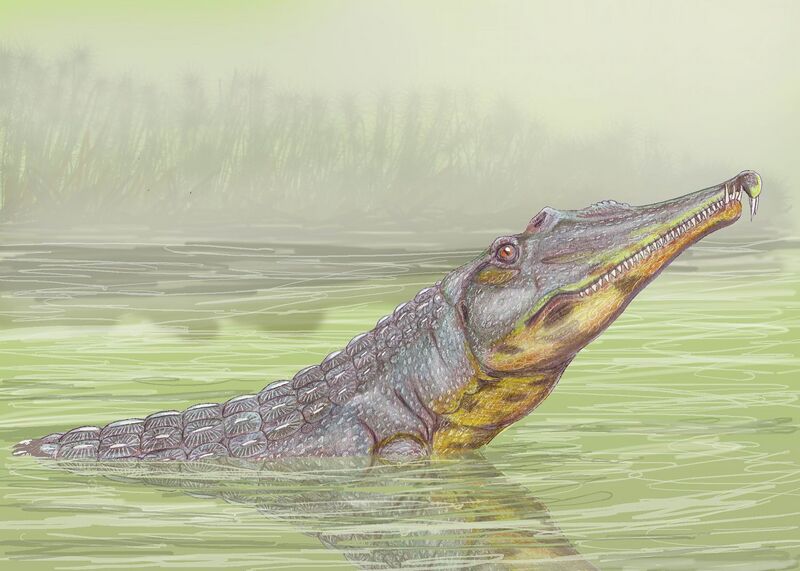 Файл:Rutiodon validus 21DB.jpg