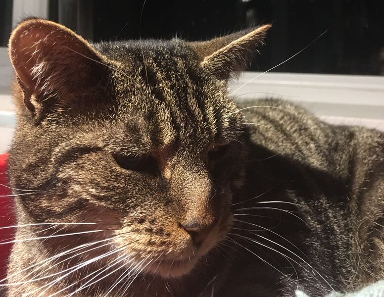 Файл:Tabby cat face side.jpg