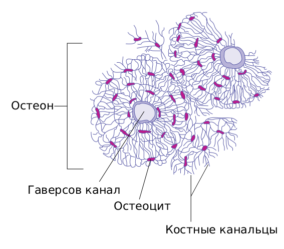 Файл:Transverse section of bone ru.svg