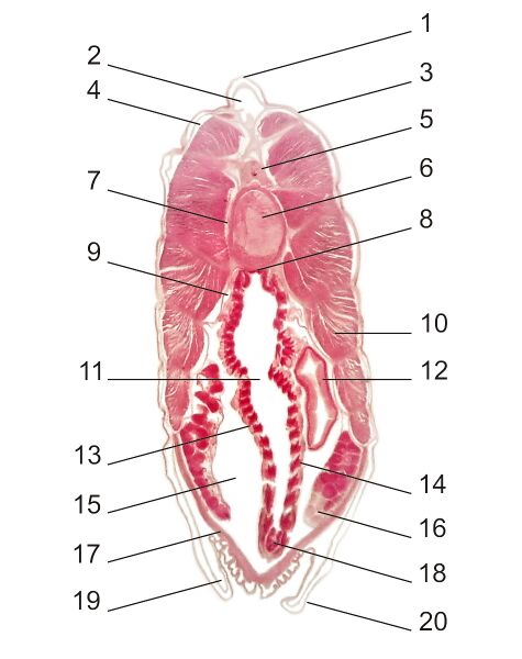 Файл:Transverse section of lancelet, numbered.jpg