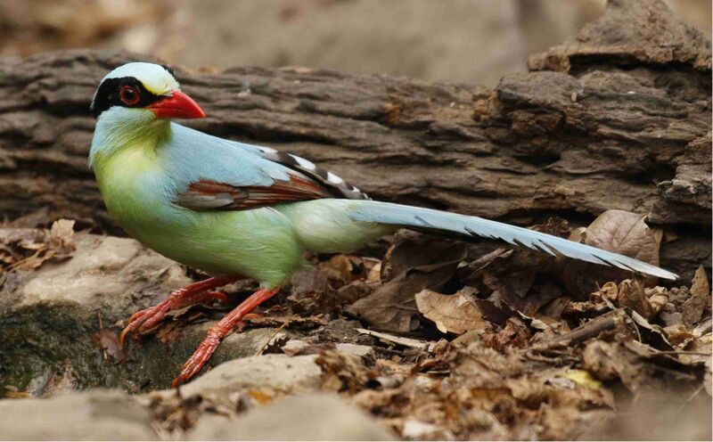 Файл:Common Green Magpie 2.jpg