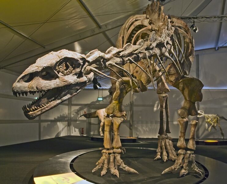 Файл:Lessemsaurus Senckenberg.jpg