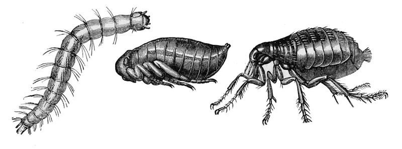 Файл:PSM V08 D701 Human flea.jpg