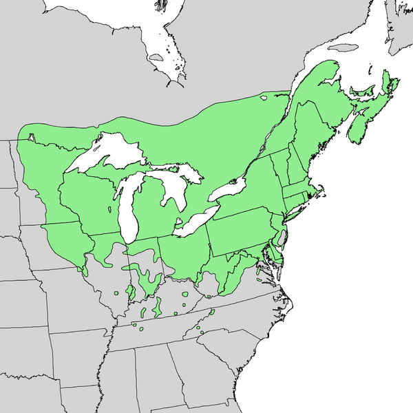 Файл:Populus grandidentata range map 2.png