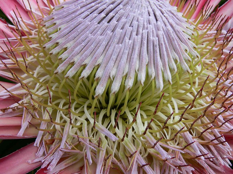 Файл:Protea P1010883.JPG