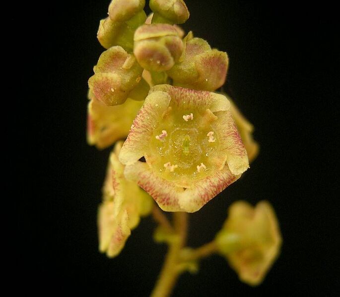 Файл:Ribes rubrum1 ies.jpg
